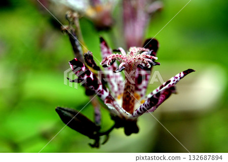 Flowers Flowers 132687894