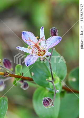 Taiwan Lesser Cuckoo Formosa toad-lily Taiwan Lesser Cuckoo Formosa toad-lily 132687957