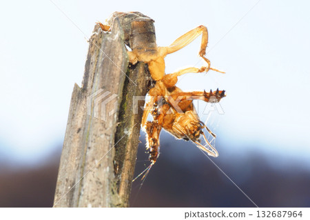 Haze of Moses (Kera) 132687964