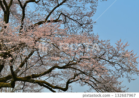 在寄居町八形城公園，江戶彼岸櫻花盛開。 132687967