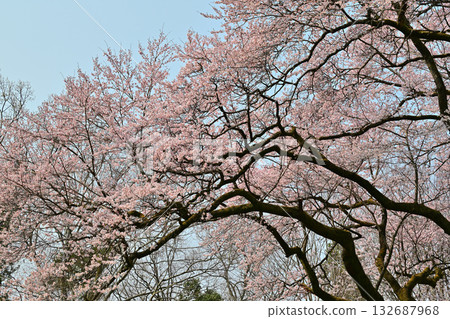 在寄居町八形城公園，江戶彼岸櫻花盛開。 132687968