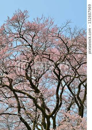 Edohigan cherry blossoms in full bloom at Hachigata Castle Park in Yorii Town 132687969