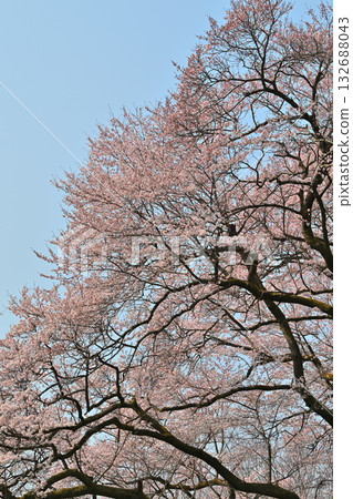 在寄居町八形城公園,江戶彼岸櫻花盛開。 在寄居町八形城公園,江戶彼岸櫻花盛開。 132688043