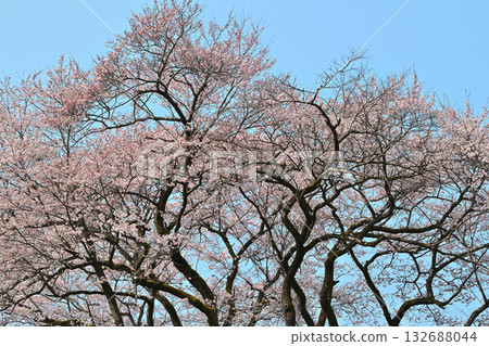Edohigan cherry blossoms in full bloom at Hachigata Castle Park in Yorii Town 132688044