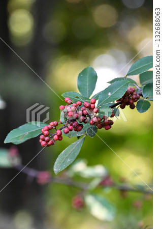 Winter ash Winged Prickly Ash 132688063
