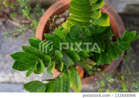 Potted plants with raindrops remaining Potted plants with raindrops remaining 132688066