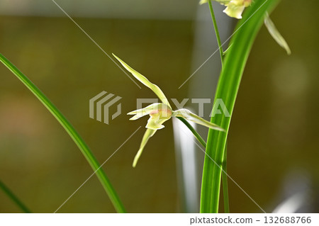 Kanran with a noble scent Kanran with a noble scent 132688766