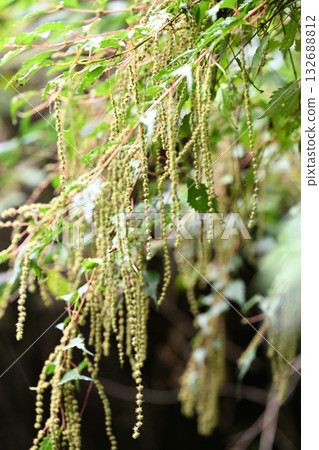 蕁麻科植物,小紅麻(Koakaso) 蕁麻科植物,小紅麻(Koakaso) 132688812