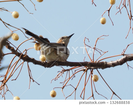 Bulbul Bulbul 132688838