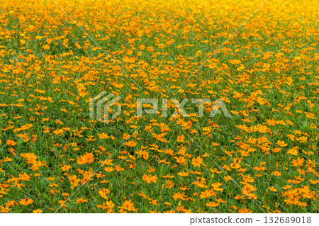 Cosmos against the blue sky Cosmos against the blue sky 132689018
