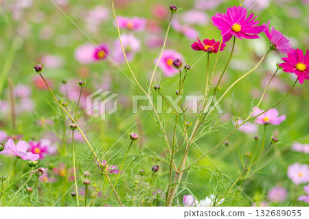 Cosmos field Cosmos field 132689055