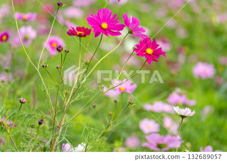  Cosmos field 132689057