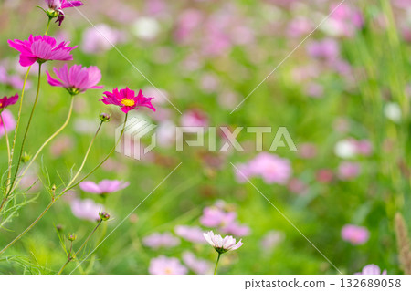  Cosmos field 132689058