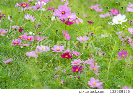 Landscape with cosmos flower Landscape with cosmos flower 132689136