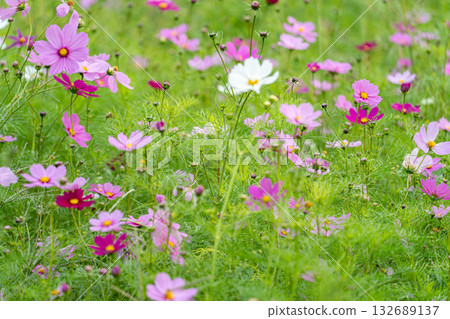 Landscape with cosmos flower Landscape with cosmos flower 132689137
