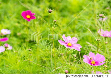 與波斯菊花的風景 132689161