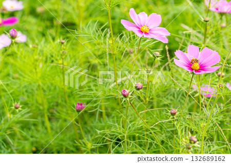 與波斯菊花的風景 與波斯菊花的風景 132689162