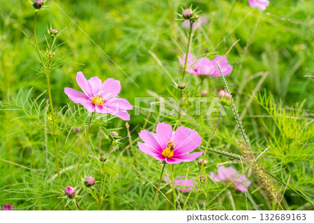 與波斯菊花的風景 與波斯菊花的風景 132689163