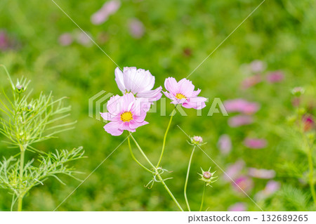 Pink cosmos flowers blooming in autumn field 132689265