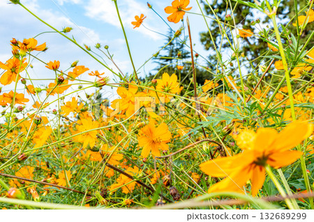 Yellow cosmos flowers blooming in the autumn field 132689299