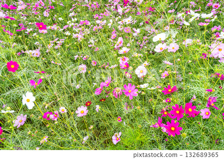 Pink cosmos flowers blooming in autumn field 132689365