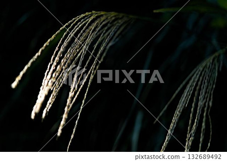 Japanese silver grass swaying between light and shadow Japanese silver grass swaying between light and shadow 132689492