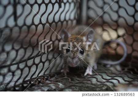 一隻老鼠 132689563