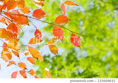 Looking up at the autumn leaves in a refreshing mood Looking up at the autumn leaves in a refreshing mood 132689633