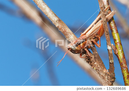 Haze of Mozart (grasshopper) Haze of Mozart (grasshopper) 132689686