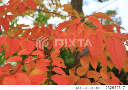Autumn leaves 132689847