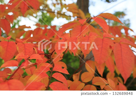 Autumn leaves Autumn leaves 132689848
