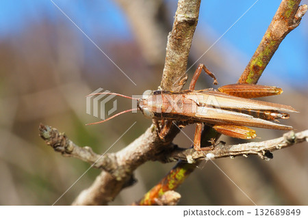 莫扎特的陰霾(蚱蜢) 莫扎特的陰霾(蚱蜢) 132689849