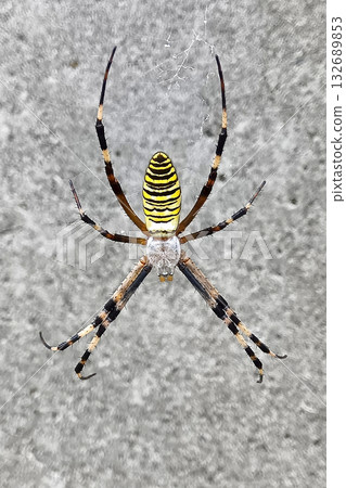 Spider spider Wasp spider 132689853