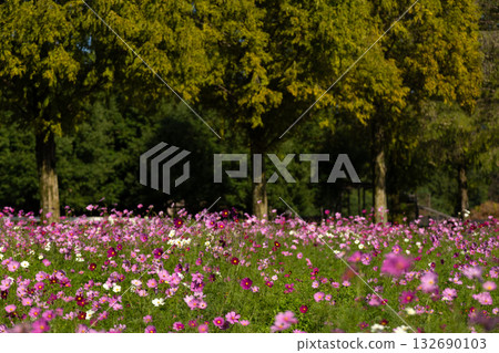 Cosmos field Cosmos field 132690103