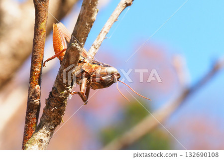 Haze of Mozart (grasshopper) 132690108