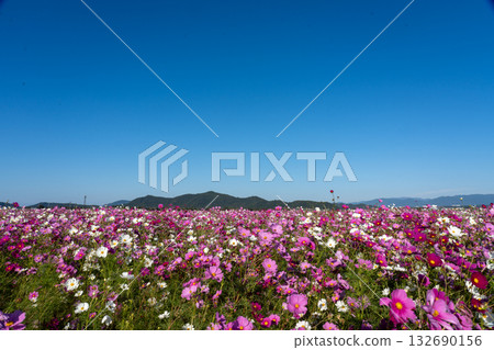 Cosmos swaying in the autumn breeze and clear blue sky copy space 132690156