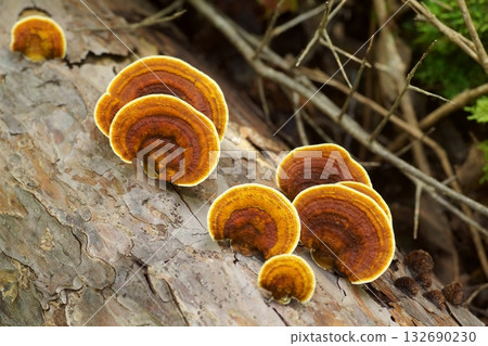 棕色雲芝（Coriolus versicolor） 132690230