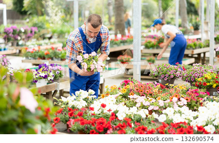 Floriculturist tending to blooming Surfinias in pots in garden center Floriculturist tending to blooming Surfinias in pots in garden center 132690574