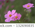 秋夕陽下，波斯菊漸漸染成粉紅色 132690835