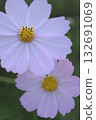 白色和粉紅色的波斯菊 132691069