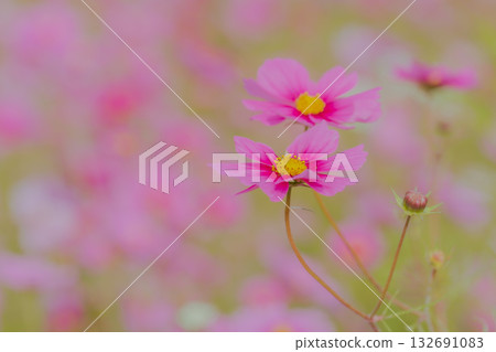 粉紅波斯菊（秋櫻花）漂浮在淺色背景上 132691083