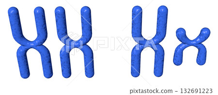 XY染色體 132691223