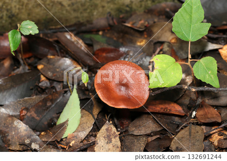 Glossy reddish-brown Lactarius mushrooms growing in moist soil (outdoor field fungi & mushrooms macro photography) 132691244