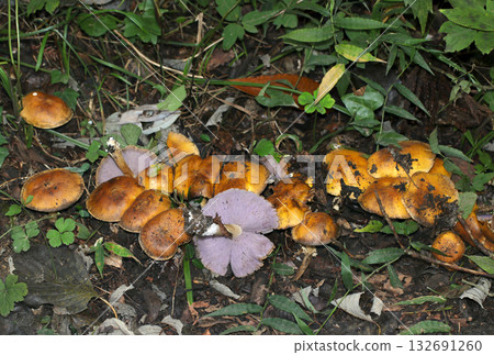 一叢紫傘菇，其紫色菌褶與深棕色的菌體形成鮮明對比（野生菇的微距攝影） 132691260