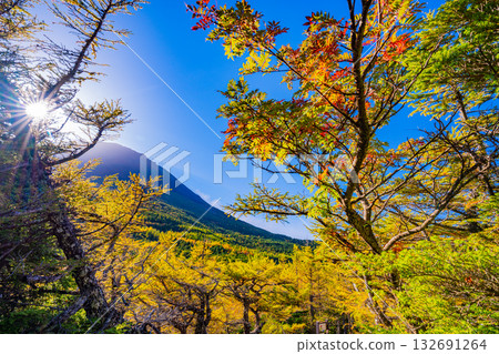 [Yamanashi Prefecture] Beautiful autumn foliage at Mount Fuji and Okuniwa Sunrise 132691264