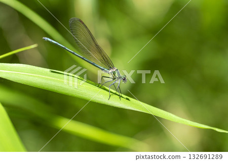 Damselfly Damselfly 132691289
