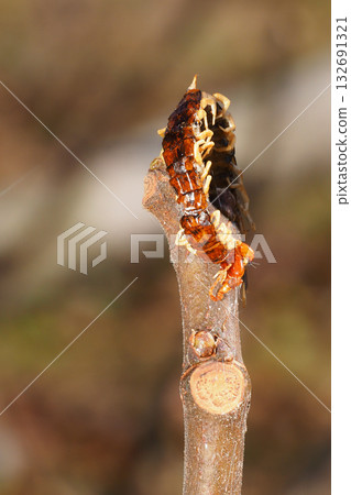 Haze of the haze (centipede) Haze of the haze (centipede) 132691321