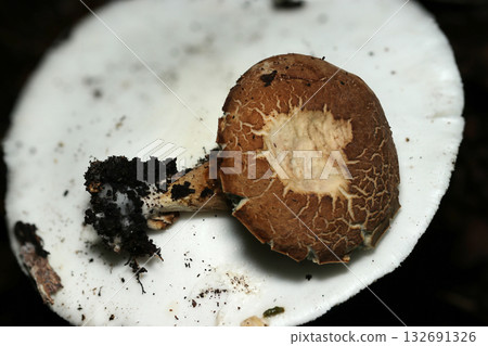 A small boletus mushroom resting on the cap of a white Amanita (outdoor field mushroom macro photography) 132691326
