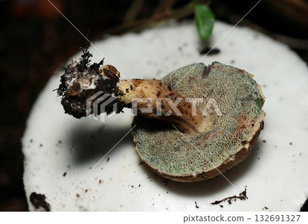 A small boletus mushroom resting on the cap of a white Amanita (stalk and pore side, macro photography of natural subfungal mushrooms) A small boletus mushroom resting on the cap of a white Amanita (stalk and pore side, macro photography of natural subfungal mushrooms) 132691327
