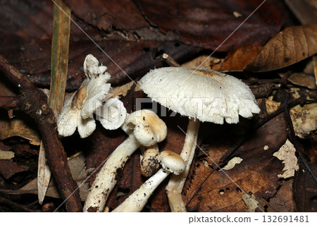 Fertile leaf litter soil and white foxglove mushrooms (outdoor field fungi and mushroom macro photography) 132691481